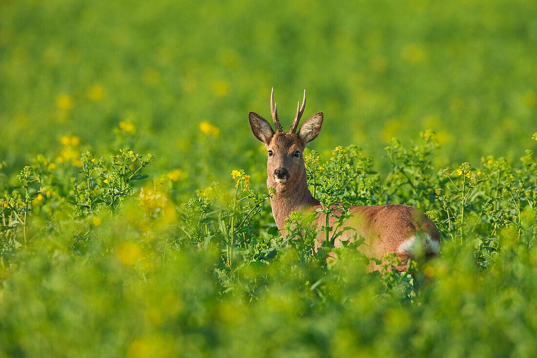 European Roe Deer (Capreolus capreolus) in Canola Field, Germany