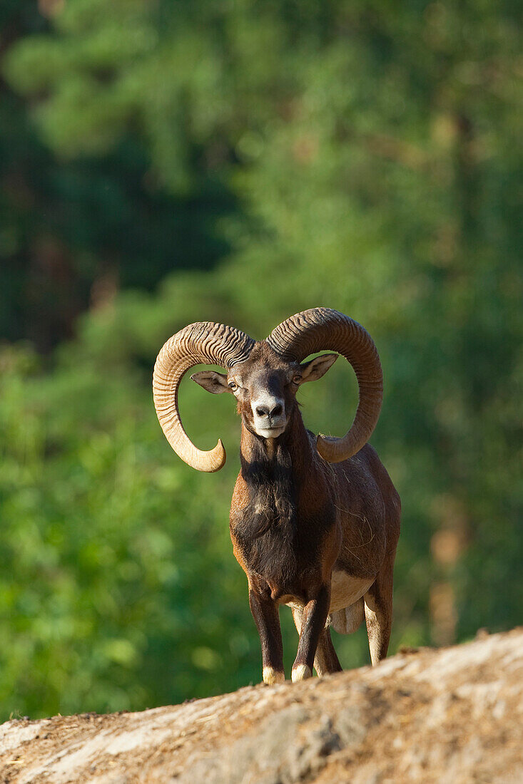 Europäisches Mufflon (Ovis orientalis musimon), Hessen, Deutschland