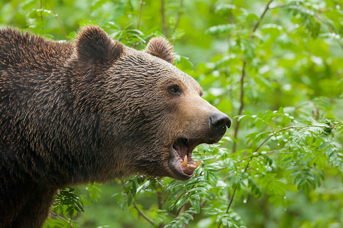 Europäischer Braunbär (Ursus arctos arctos), Nationalpark Bayerischer Wald, Bayern, Deutschland