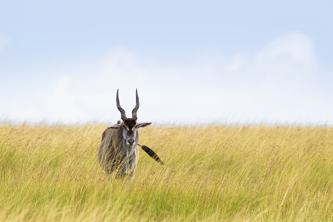 Elenantilope (Taurotragus oryx) in der Savanne, Maasai Mara Nationalreservat, Kenia