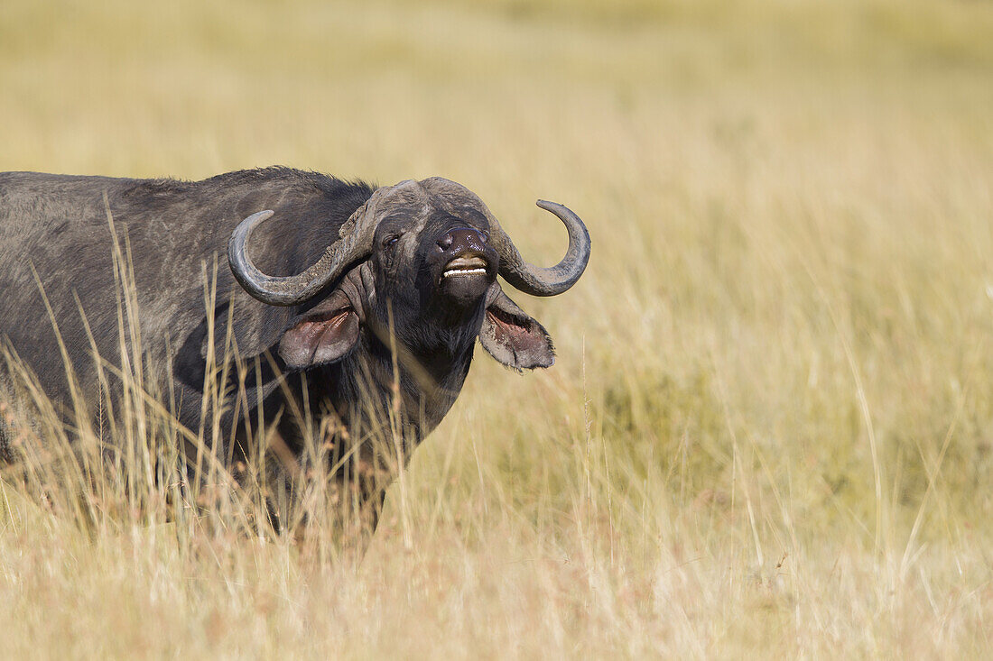 Afrikanischer Büffel (Syncerus caffer) zeigt die Flehmenreaktion, Maasai Mara National Reserve, Kenia, Afrika.