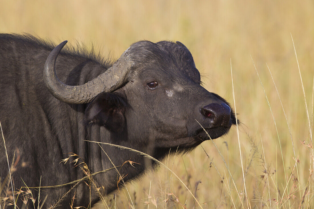 Afrikanischer Büffel (Syncerus caffer) in der Savanne, Maasai Mara Nationalreservat, Kenia, Afrika.