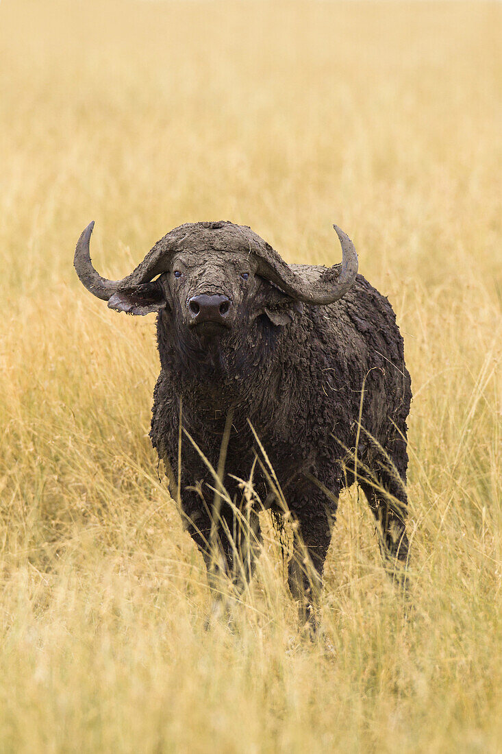 Afrikanischer Büffel (Syncerus caffer) in der Savanne, Maasai Mara National Reserve, Kenia, Afrika.