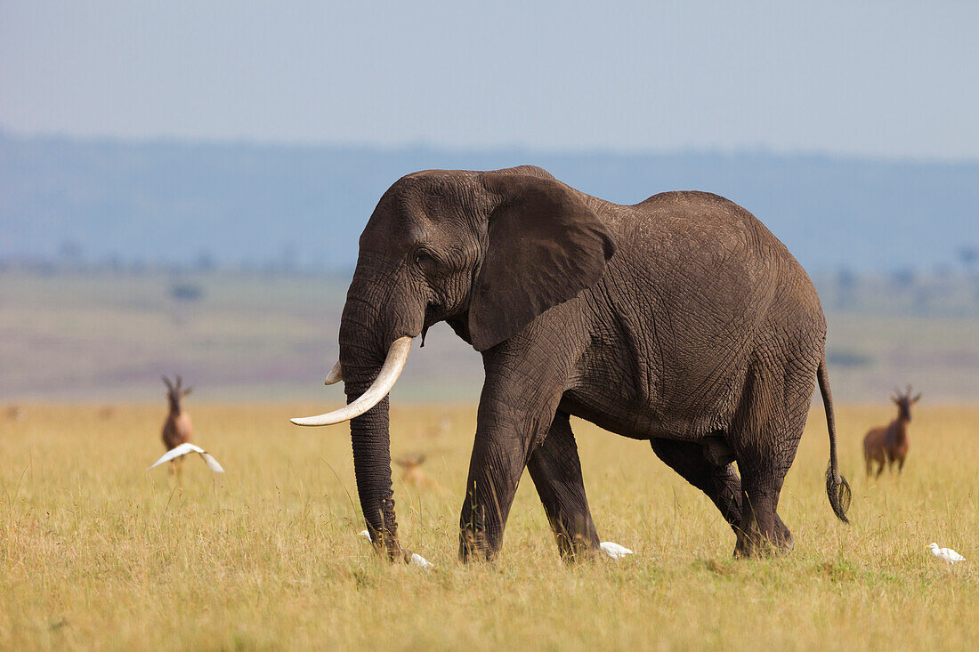 Afrikanischer Buschelefant (Loxodonta africana) Bulle in der Savanne, Maasai Mara Nationalreservat, Kenia, Afrika