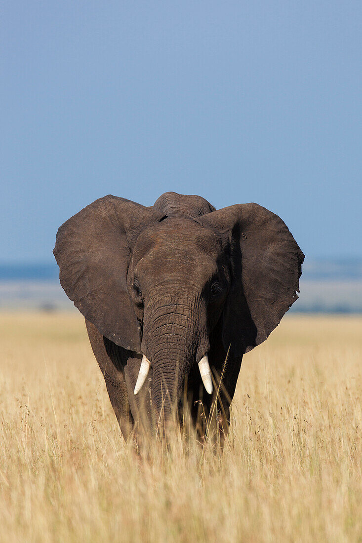 African Elephant (Loxodonta africana) in Savanna, Maasai Mara National Reserve, Kenya, Africa