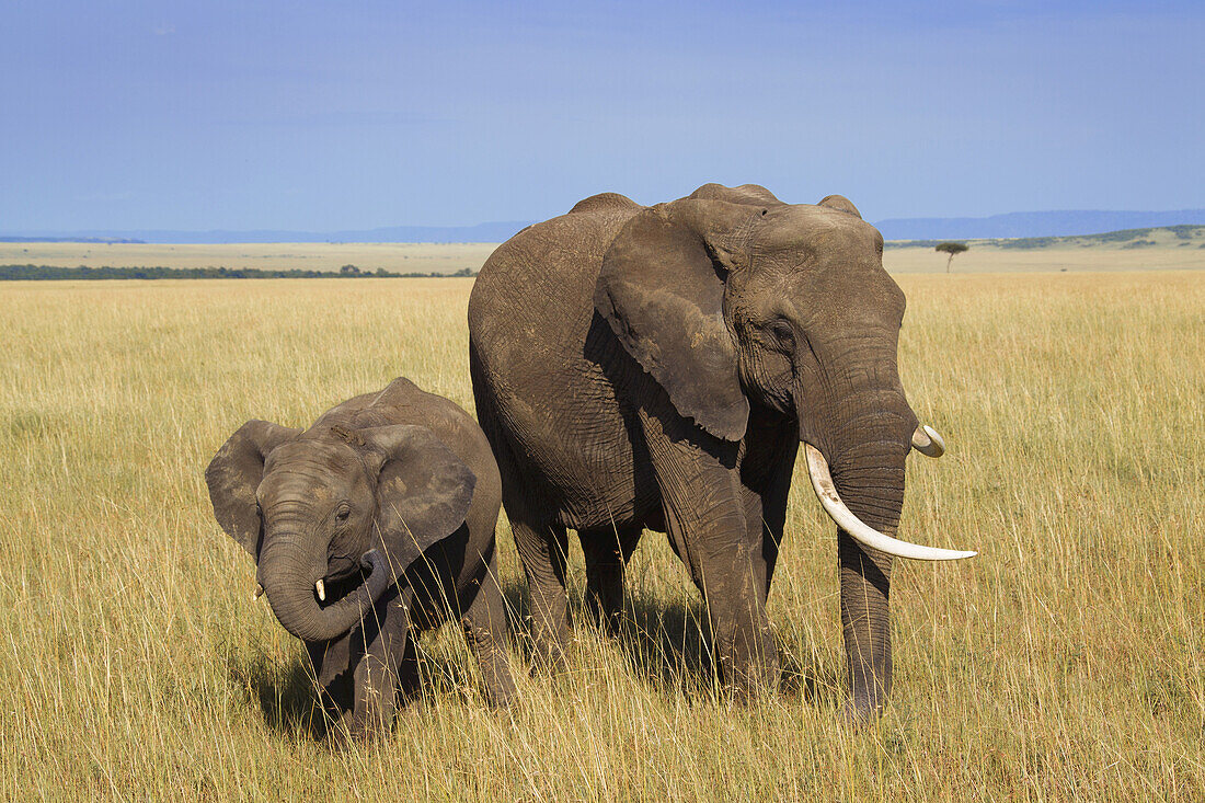 African Bush Elephant (Loxodonta africana) Mother with Calf, Maasai Mara National Reserve, Kenya, Africa