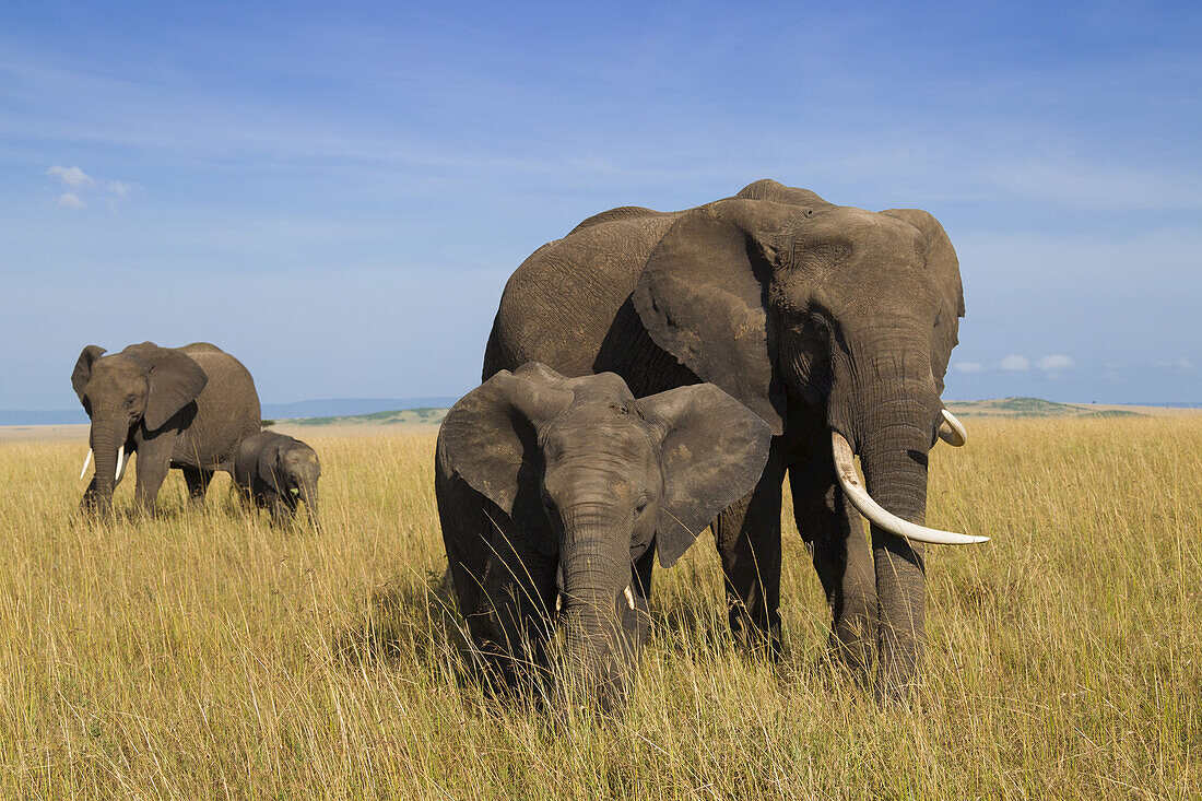African Bush Elephant (Loxodonta africana) Mothers with Calves, Maasai Mara National Reserve, Kenya, Africa