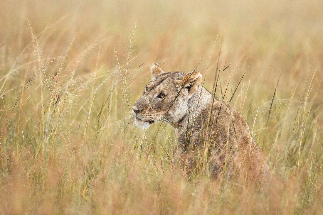 Löwin (Panthera leo) im Regen, Maasai Mara Nationalreservat, Kenia, Afrika