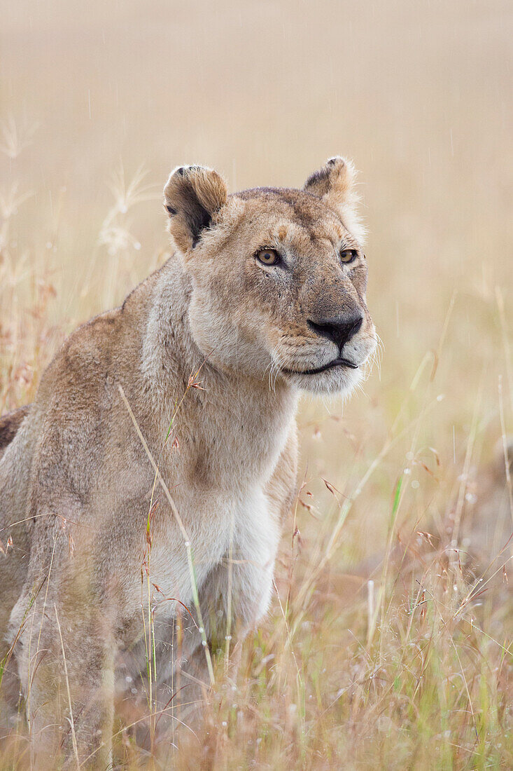 Löwin (Panthera leo) im Regen, Maasai Mara Nationalreservat, Kenia, Afrika