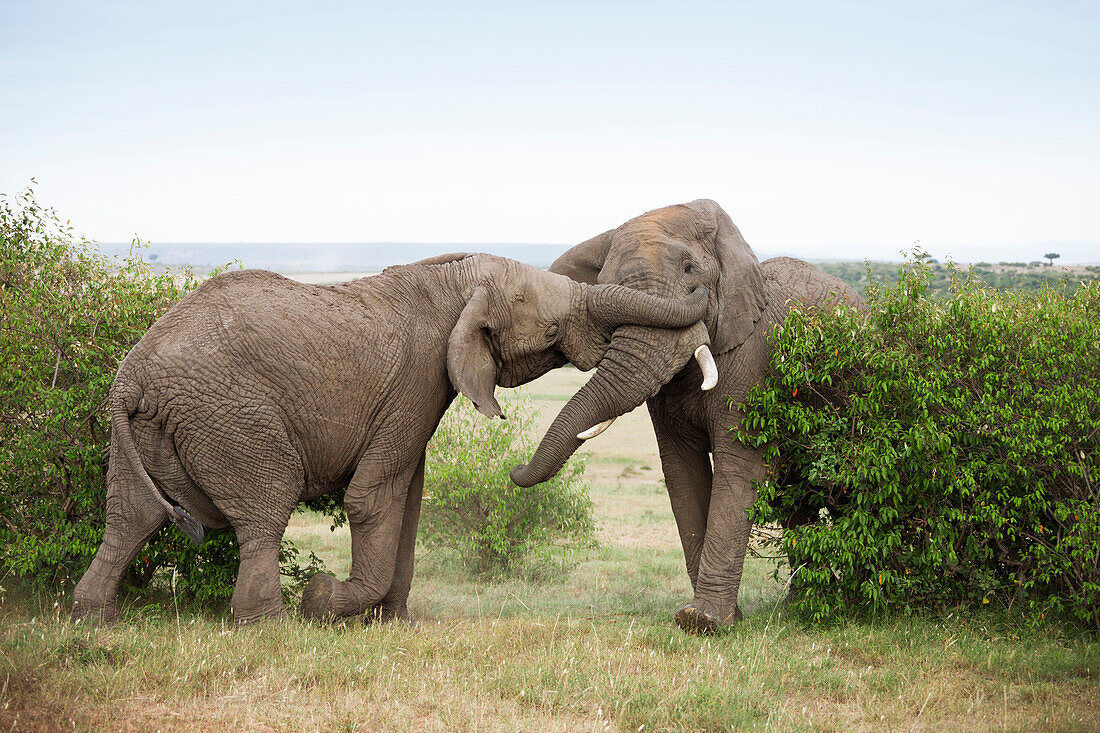 African Bush Elephant (Loxodonta africana) Bulls Fighting, Maasai Mara National Reserve, Kenya, Africa