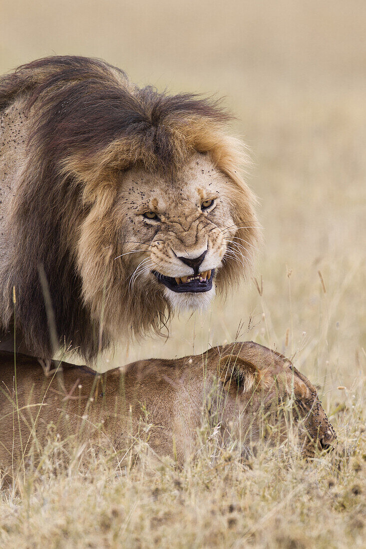 Afrikanische Löwen (Panthera leo) bei der Paarung, Maasai Mara National Reserve, Kenia