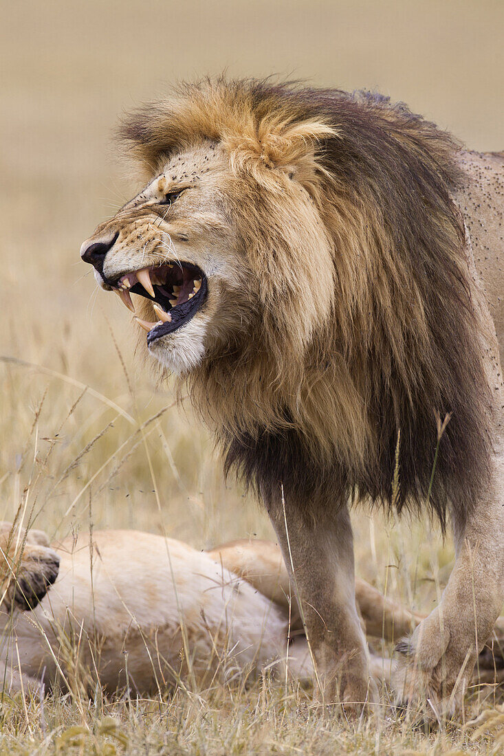 African lion (Panthera leo), Maasai Mara National Reserve, Kenya