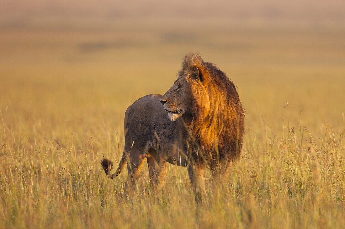 Großer männlicher Löwe (Panthera leo) im frühen Morgenlicht, Maasai Mara National Reserve, Kenia