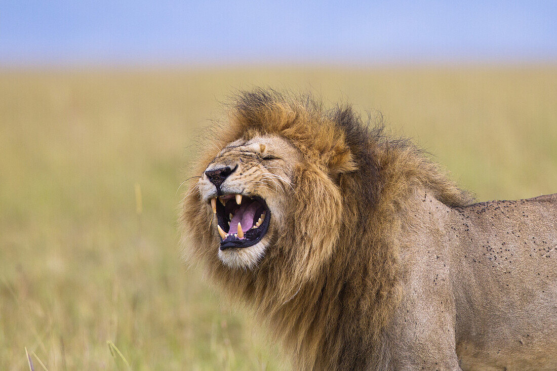 Big male lion (Panthera leo) showing Flehmen behavior, Maasai Mara National Reserve, Kenya