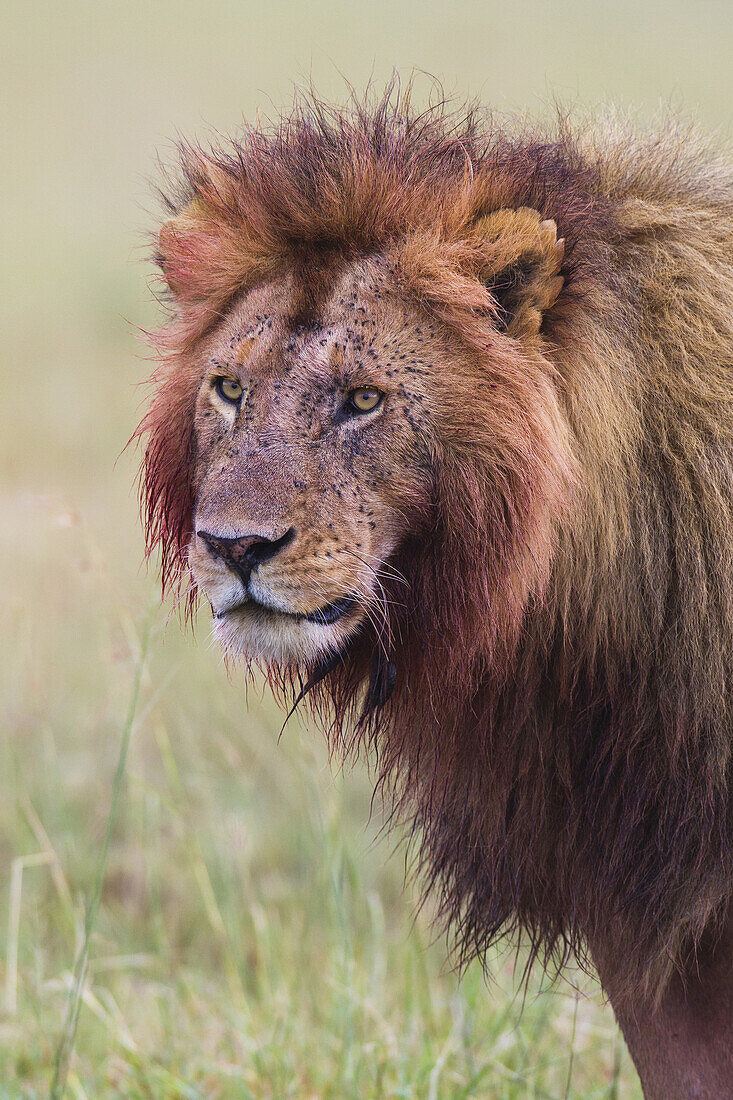 Männlicher Löwe (Panthera leo) mit Blut an Kopf und Mähne nach der Fütterung, Maasai Mara National Reserve, Kenia