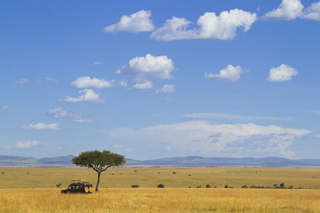 Acacia tree and safari jeep in the Maasai Mara National Reserve, Kenya