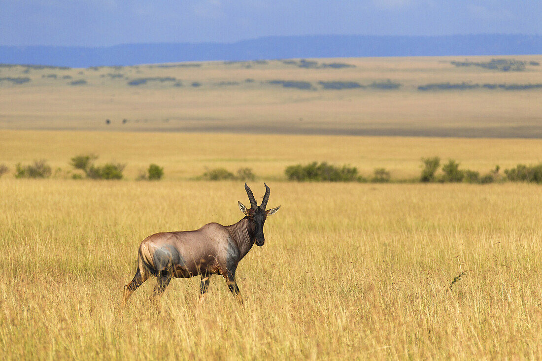 Korrigum (Damaliscus lunatus korrigum), Maasai Mara National Reserve, Kenya, Africa