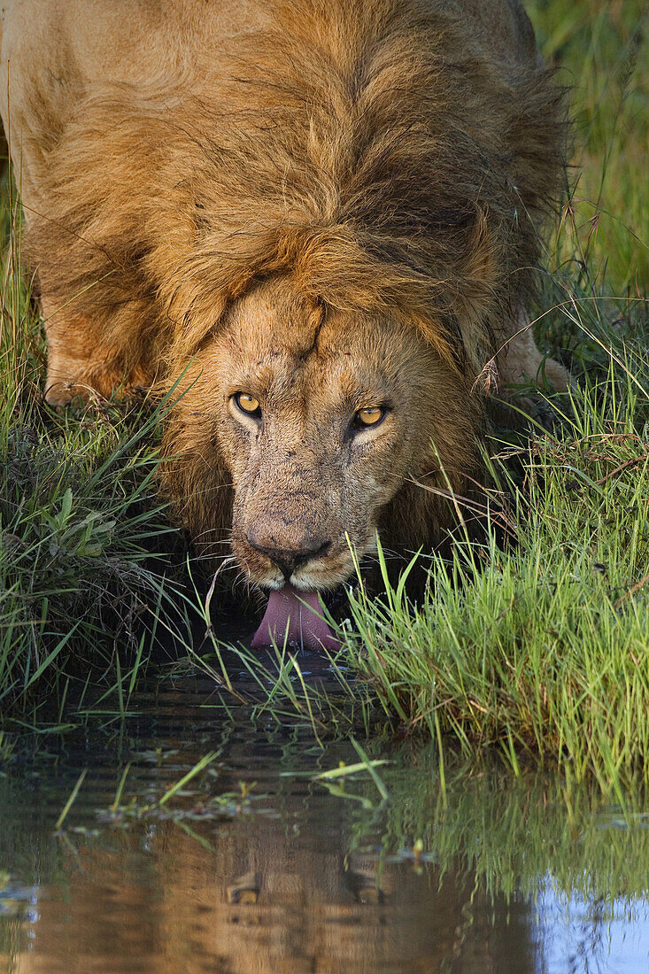 Männlicher Löwe (Panthera leo) Trinkend, Maasai Mara National Reserve, Kenia, Afrika