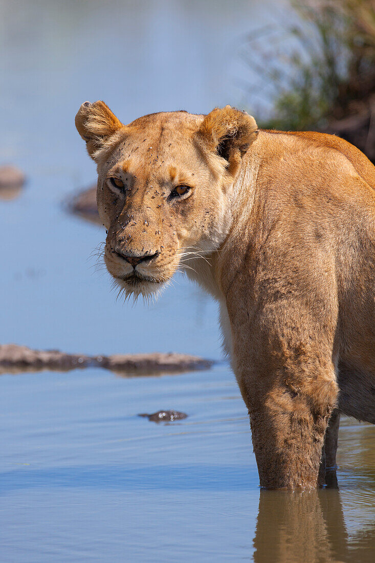 Löwin (Panthera leo) im Wasser stehend, Maasai Mara Nationalreservat, Kenia, Afrika