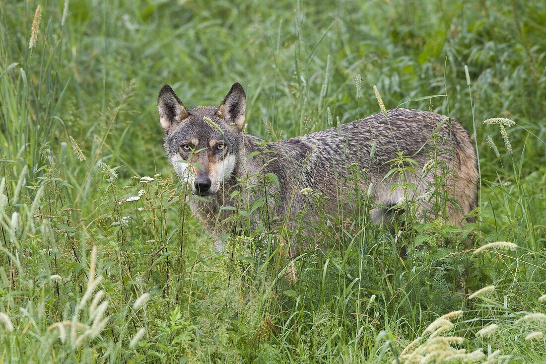 Europäischer Wolf (Canis lupus lupus) im Wildschutzgebiet, Deutschland
