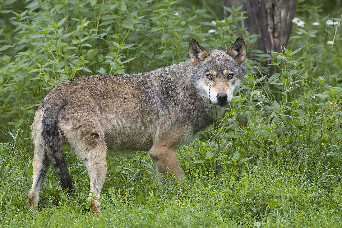 Europäischer Wolf (Canis lupus lupus) in Wildschutzgebiet, Deutschland