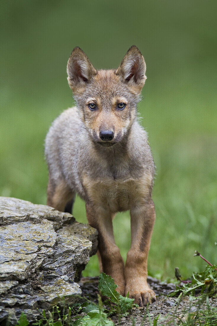 Eastern Wolf (Canis lupus lycaon) Pup in Game Reserve, Bavaria, Germany