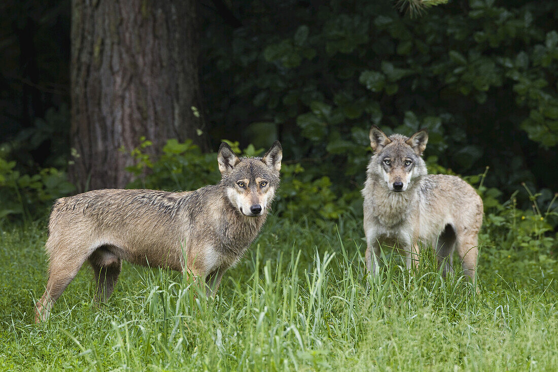 Europäische Wölfe (Canis lupus lupus) im Wildpark, Deutschland