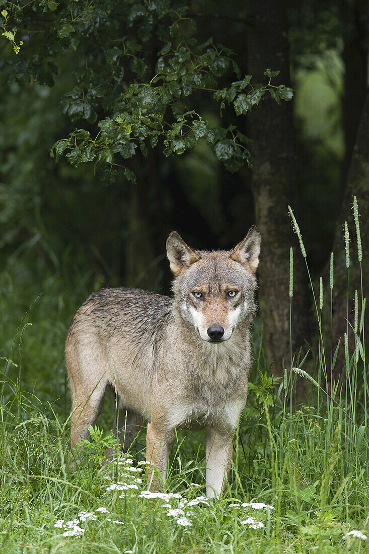 Europäischer Wolf (Canis lupus lupus) in Wildschutzgebiet, Deutschland