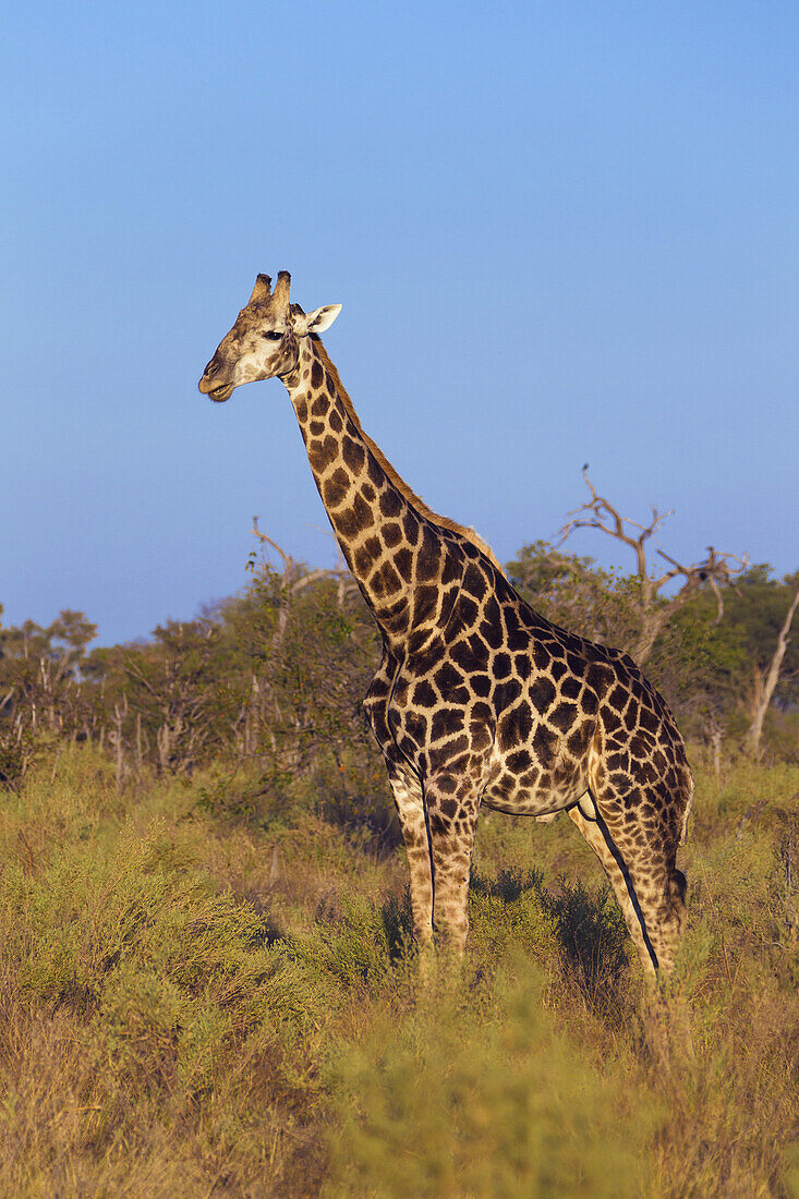 Profilporträt einer Südlichen Giraffe (Giraffa giraffa) im Feld stehend im Okavango-Delta in Botswana, Afrika