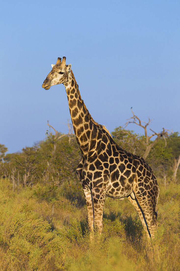 Profilporträt einer Südlichen Giraffe (Giraffa giraffa), die in einem Feld im Okavango-Delta in Botswana, Afrika, steht