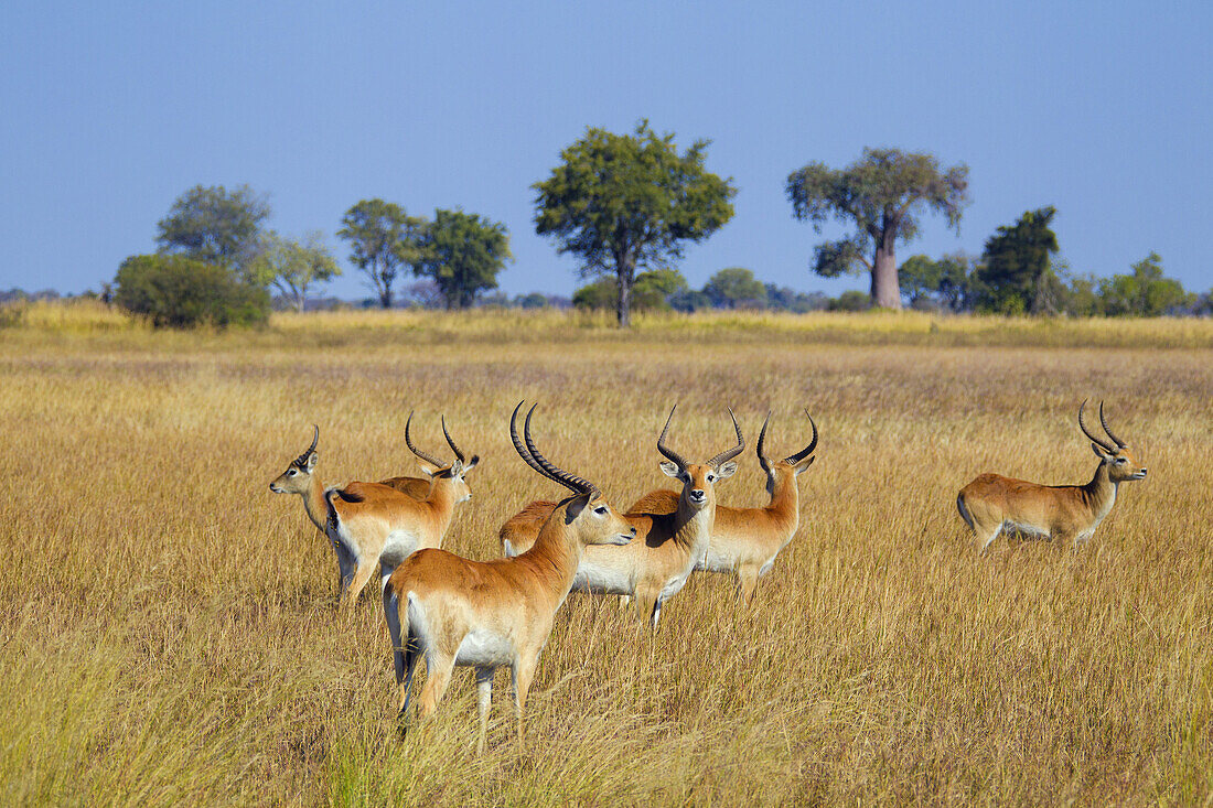 Gruppe roter Blesshühner (Kobus leche leche) im Gras stehend im Okavango-Delta in Botswana, Afrika