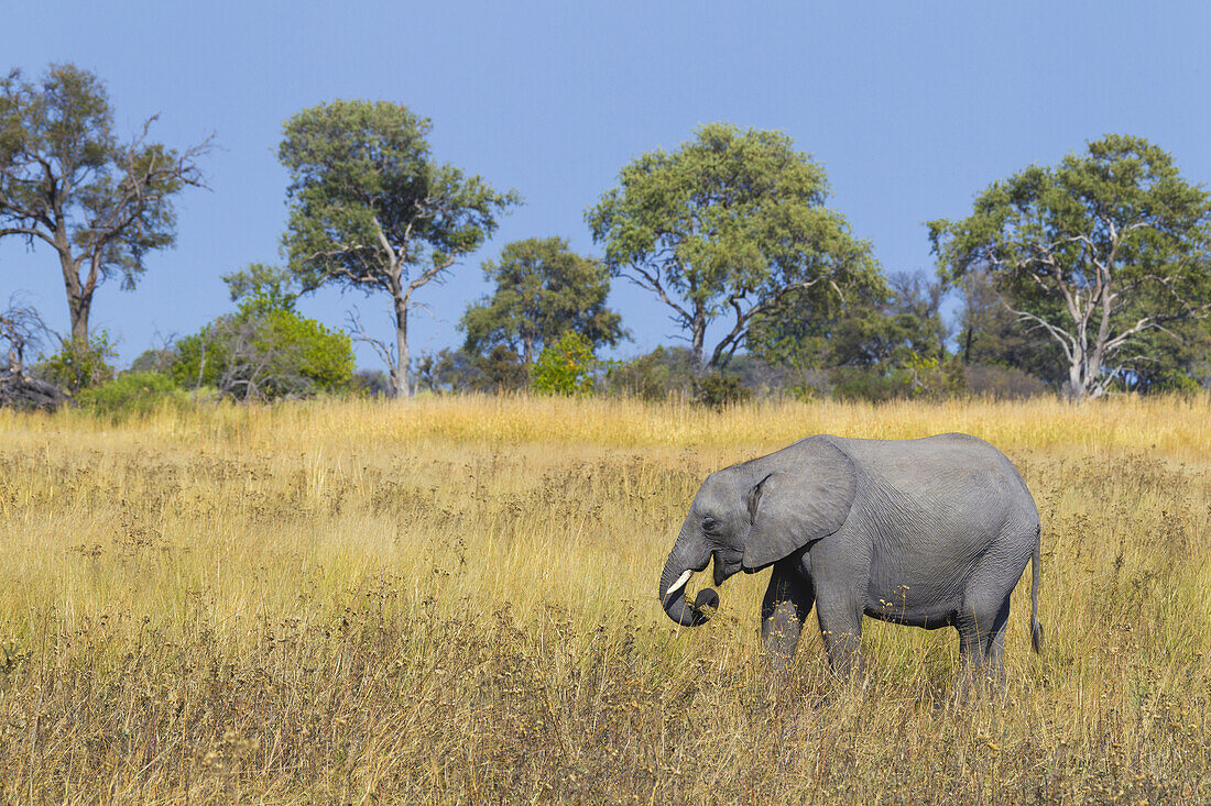 African elephant calf (Loxodonta africana) standing in the grasslands of the Okavango Delta in Botswana, Africa