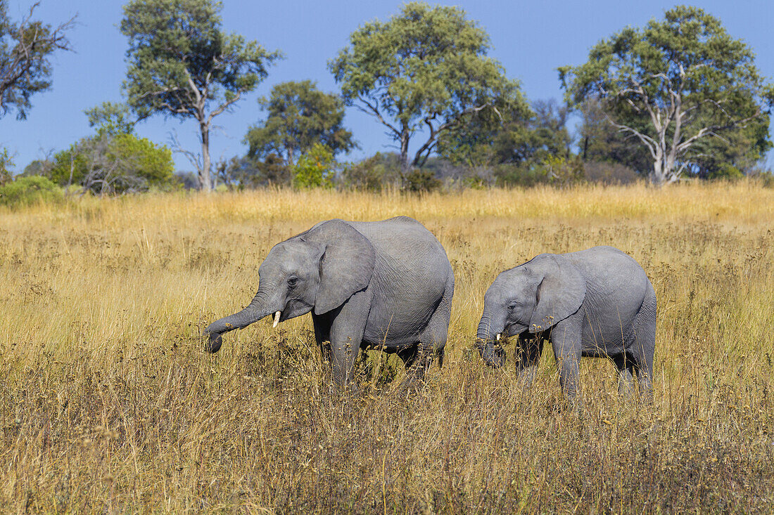 Afrikanischer Elefant und Kalb (Loxodonta africana) grasen auf einer Wiese im Okavango-Delta in Botsuana, Afrika