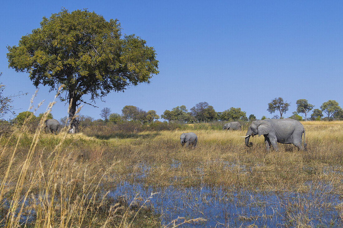 Afrikanische Elefanten (Loxodonta africana) grasen im hohen Gras neben einer Wasserstelle im Okavango-Delta in Botsuana, Afrika