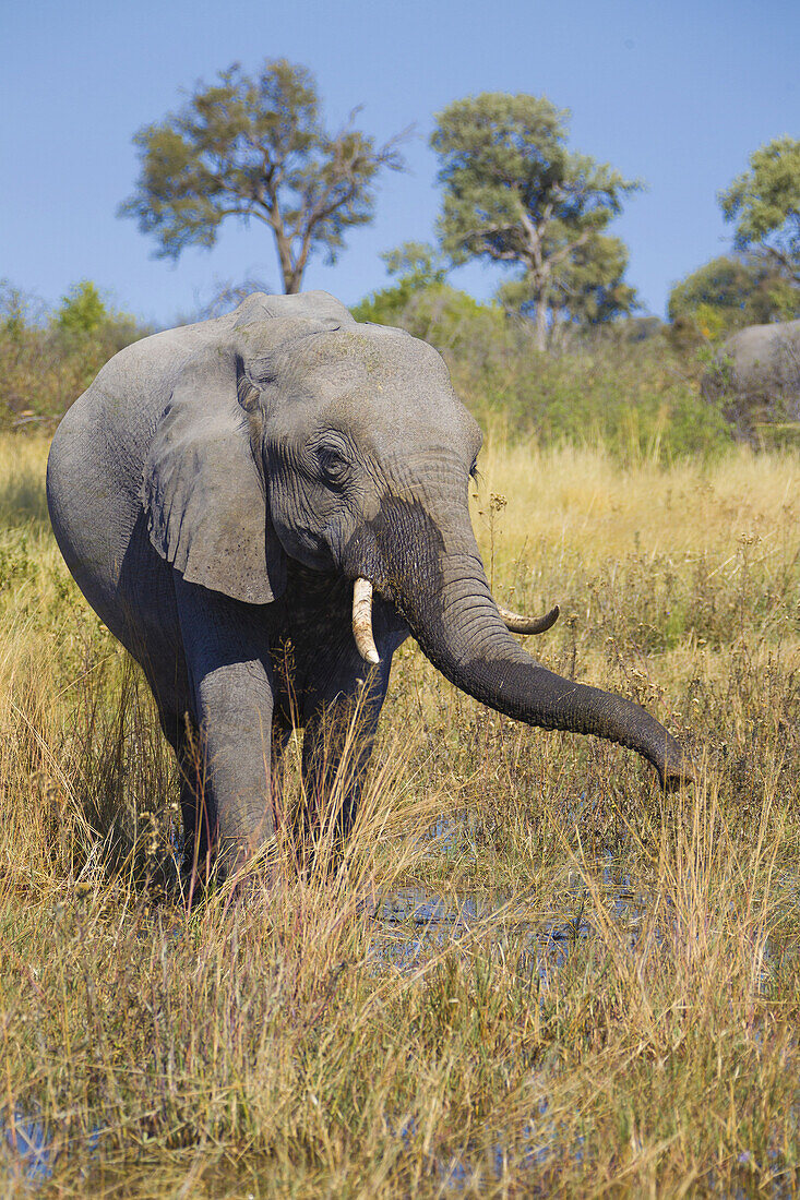 Portrait of an African elephant (Loxodonta africana) grazing in the grass and drinking water at the Okavango Delta in Botswana, Africa