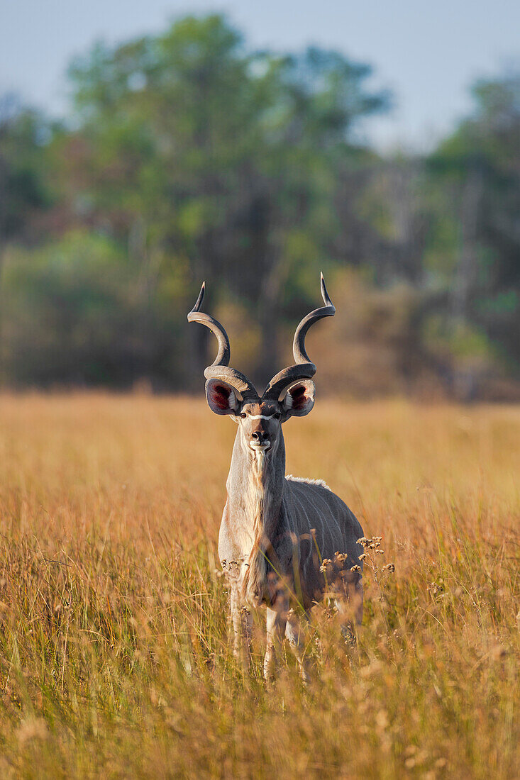Porträt eines Großen Kudu (Tragelaphus strepsiceros), der im Gras steht und in die Kamera schaut, im Okavango-Delta in Botsuana, Afrika