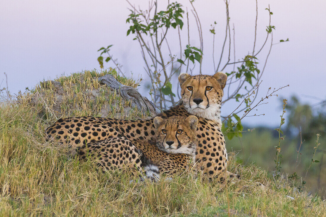 Portrait of cheetahs (Acinonyx jubatus), mother and young lying in the grass looking alert at the Okavango Delta in Botswana, Africa