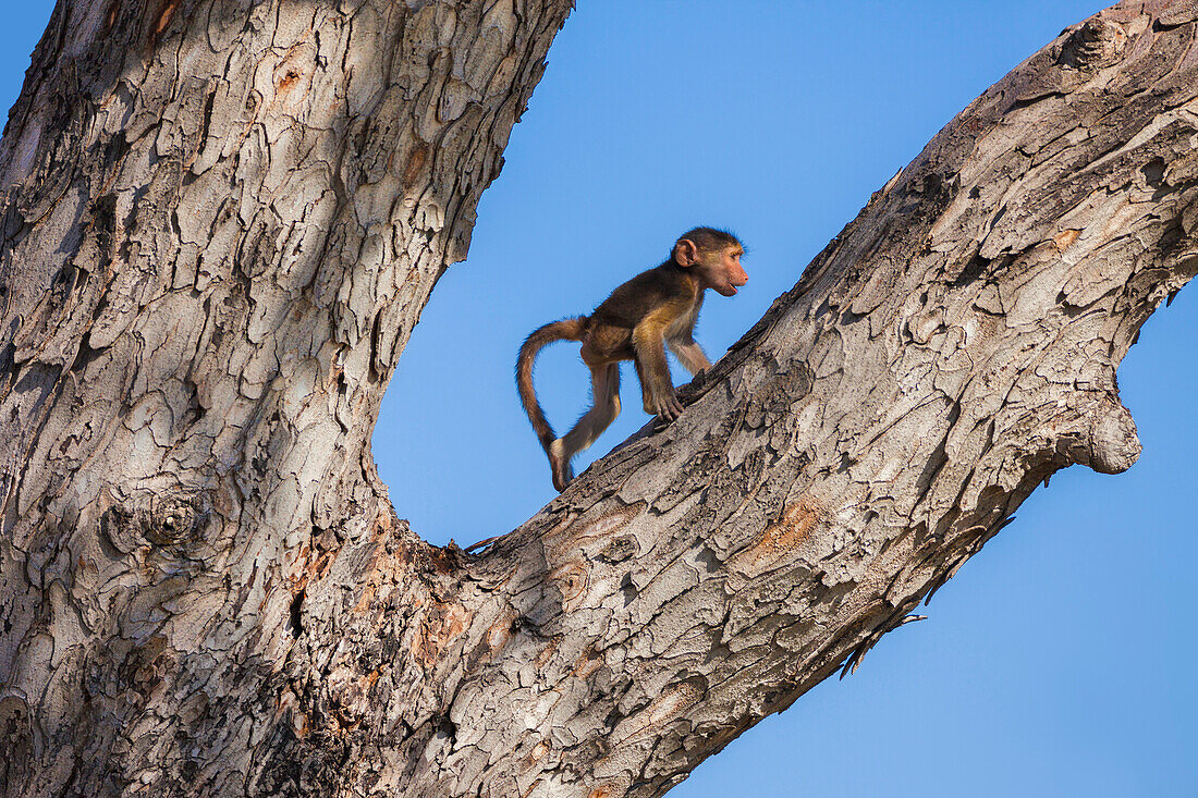 Young Chacma baboon (Papio ursinus) climbing a tree at the Okavango Delta in Botswana, Africa