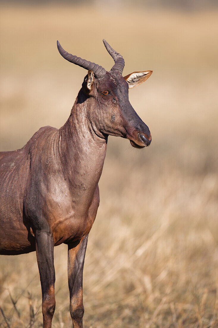 Portrait of a Topi or Tsessebe (Damaliscus lunatus) standing in the grass at the Okavango Delta in Botswana, Africa
