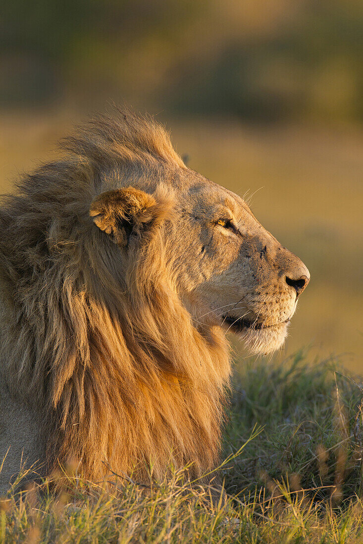 Profilporträt eines afrikanischen Löwen (Panthera leo) bei Sonnenaufgang, der in die Ferne schaut, im Okavango-Delta in Botswana, Afrika