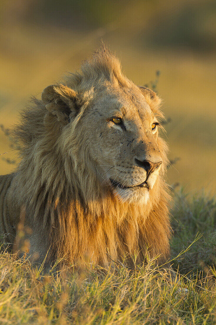 Portrait of an African lion (Panthera leo) laying in the grass looking into the distance at Okavango Delta in Botswana, Africa