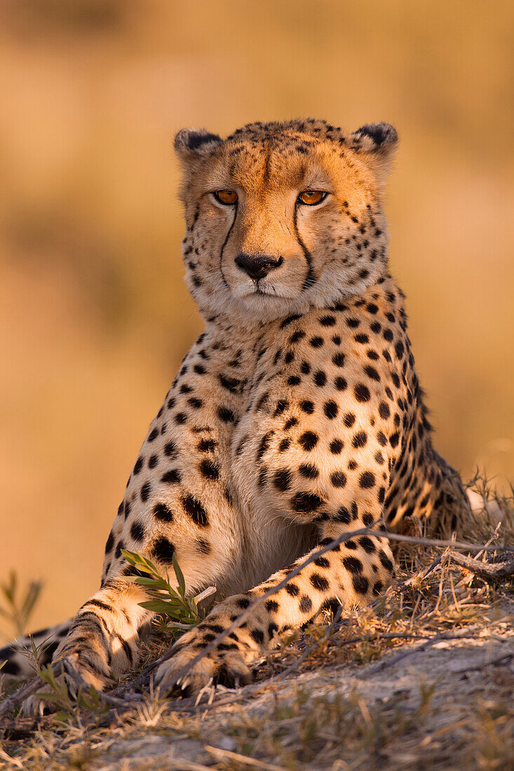 Portrait of a cheetah (Acinonyx jubatus) lying on the ground at the Okavango Delta in Botswana, Africa