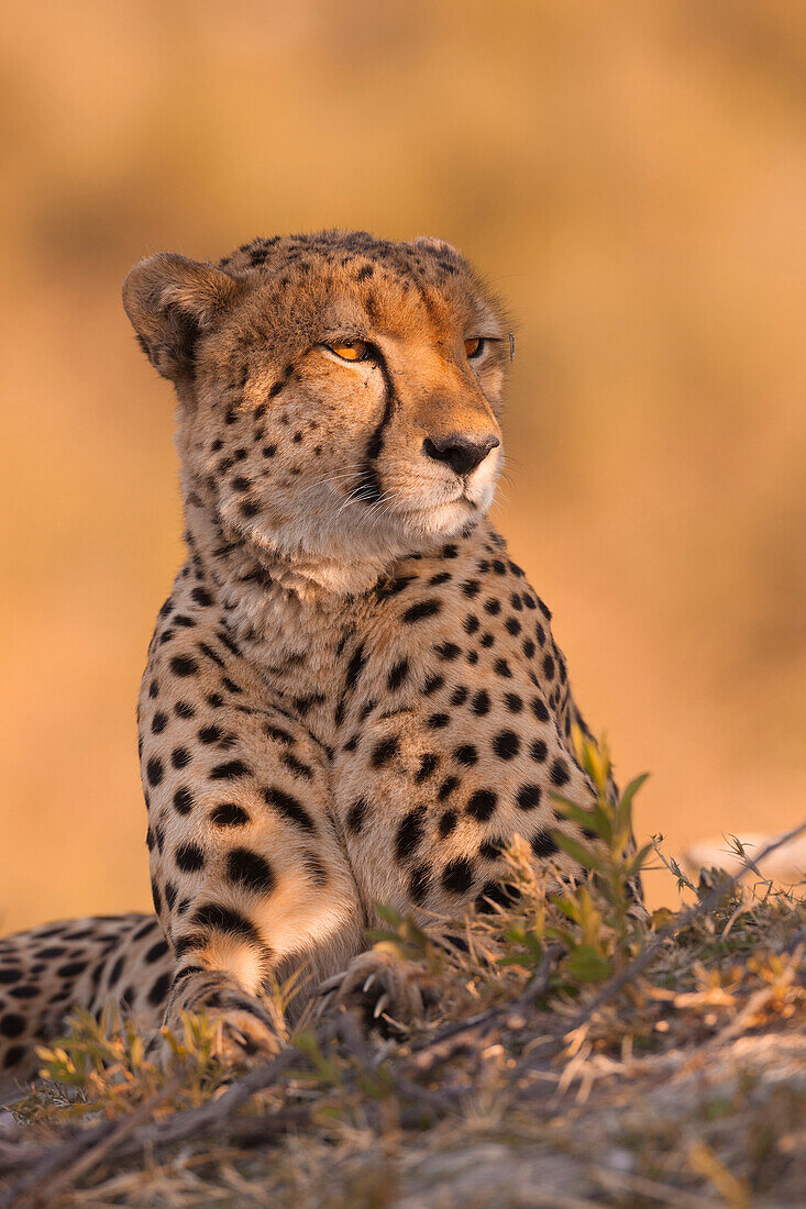 Portrait of a cheetah (Acinonyx jubatus) lying on the ground at the Okavango Delta in Botswana, Africa