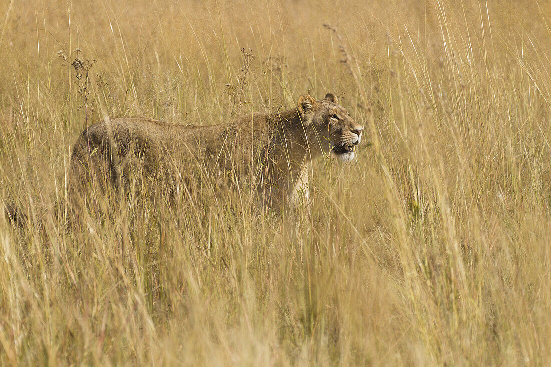 African lioness (Panthera leo) walking through tall grass at the Okavango Delta in Botswana, Africa