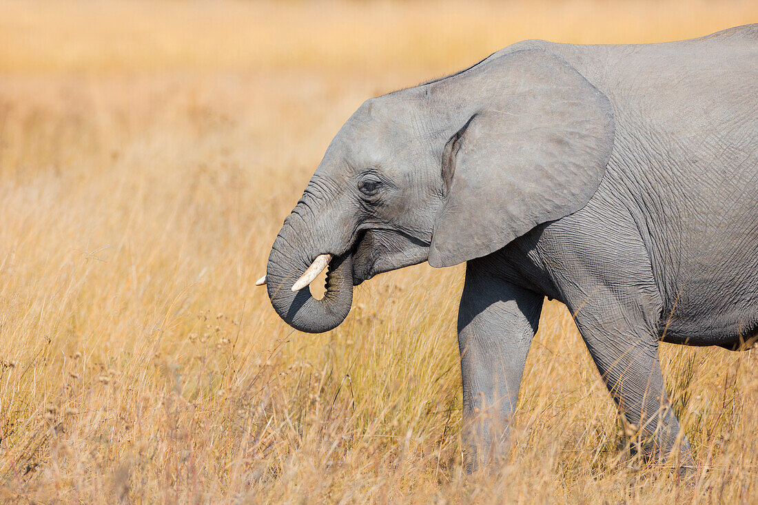 Nahaufnahme eines afrikanischen Elefanten (Loxodonta africana), der durch das Grasland im Okavango-Delta in Botswana, Afrika, läuft