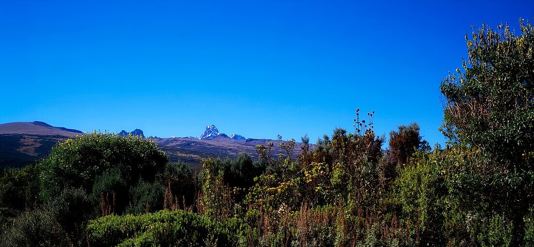 Mount Kenya National Park, Kenia, Afrika; Unesco Biosphärenreservat und Weltkulturerbe