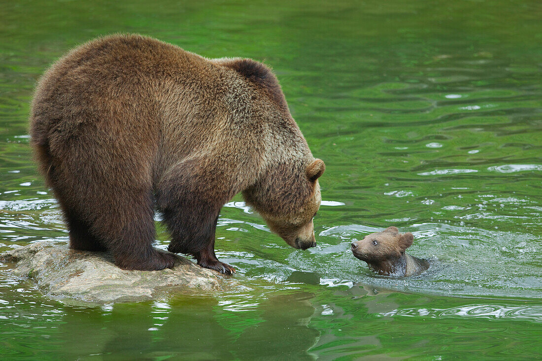 Braunbär (Ursus arctos) mit Jungtier, Nationalpark Bayerischer Wald, Bayern, Deutschland