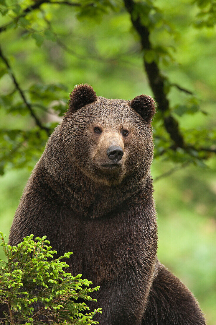 European Brown Bear (Ursus arctos arctos), Bavarian Forest National Park, Bavarian, Germany