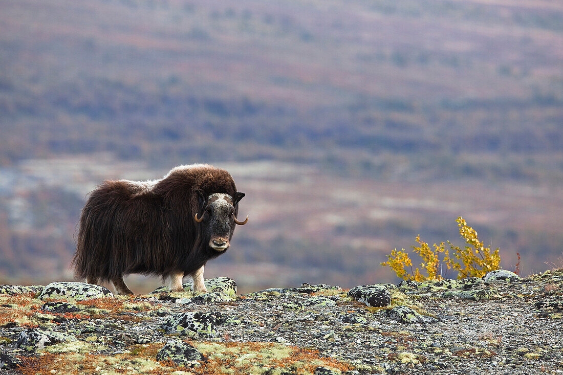 Muskox (Ovibos moschatus), Dovrefjell Sunndalsfjella National Park, Norway