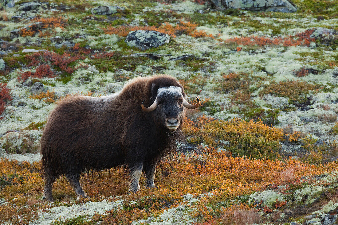 Muskox (Ovibos moschatus), Dovrefjell Sunndalsfjella National Park, Norway